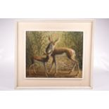 Print of a South African deer, doe and calf, indistinctly signed. 48.5cm x 58.