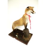A 20th century taxidermy fox. Mounted on a rectangular wooden base, L61.