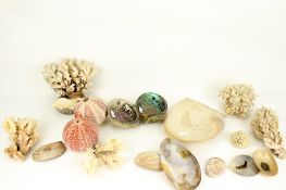 A collection of vintage seashells and coral.