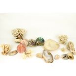 A collection of vintage seashells and coral.