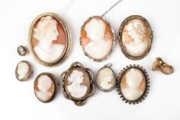 A collection of vintage oval shell cameos, each with a female profile.