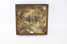 A Victorian framed butterfly, beetles and moths taxidermy display.