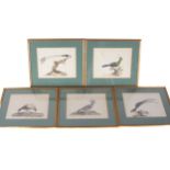 19th century Ornithological School, five watercolour Avian portrait prints.