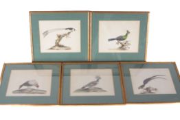 19th century Ornithological School, five watercolour Avian portrait prints.
