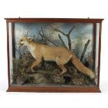 A taxidermy fox in a glass case.