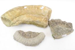 Three prehistoric fossils.