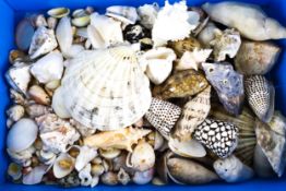 A collection of assorted sea shells. In a blue box.