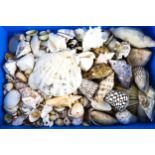 A collection of assorted sea shells. In a blue box.