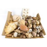 A collection of vintage seashells. Of various sizes, including a conch, cowries, etc.