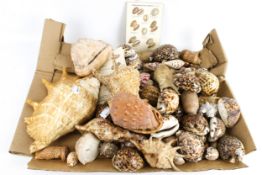 A collection of vintage seashells. Of various sizes, including a conch, cowries, etc.
