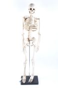 A school model human skeleton.
