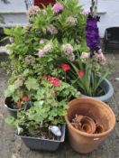 An assortment of garden plant pots and contents.