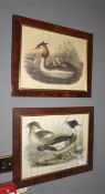 A pair of walnut framed coloured prints of a green and red breasted Merganser.