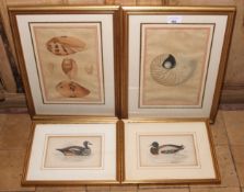 Hand coloured engraving to include two wild duck pictures and two seashell pictures, largest 42cm H,