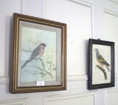 Ornithological School, oil on board of a male bullfinch in plumage,