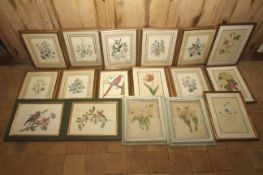 Assorted Natural History prints, some hand coloured to include Maccaw etc, largest 46cm H,