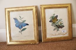 A pair of gilt framed hand coloured 18th century engravings of butterflies (Lepidoptera,