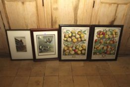 Four kitchen pictures to include fruit,