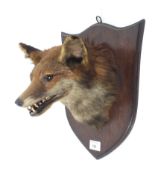 A taxidermy head of a fox. Mounted on a wooden shield plaque, bearing his teeth.