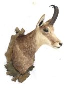 A taxidermy of a chamois.