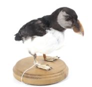 Taxidermy of a puffin mounted on a wooden base.