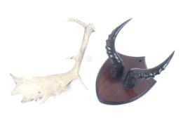 A set of ibex horns mounted on a wooden shield, and a single fallow deer antler.