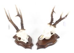 A pair of roe antlers and part skulls. Mounted on wooden shield plaques.