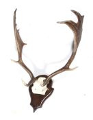 A fallow deer skull and antlers. Mounted on wooden shield.