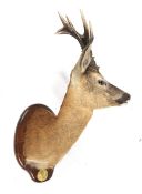 Taxidermy of a gold medal trophy roe buck.