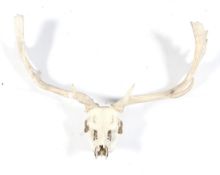 A fallow dear skull and antlers. Unmounted, ideal project piece.