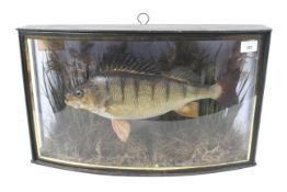 A taxidermy of a 2lb perch set in a heavily reeded biome.