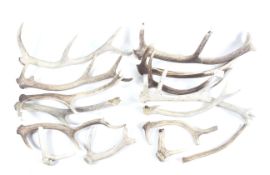 A collection of Red Deer antlers.