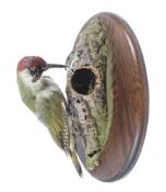 A taxidermy of a reen woodpecker. Presented on a branch, mounted on a wooden plaque.