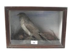 Taxidermy of a cuckoo surrounded by foliage in a glass fronted wooden case. H25cm x W35cm x D13cm.