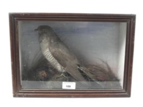 Taxidermy of a cuckoo surrounded by foliage in a glass fronted wooden case. H25cm x W35cm x D13cm.