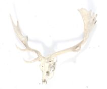 A fallow dear skull and antlers. Unmounted, ideal project piece.