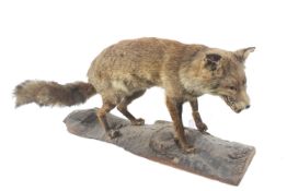 A taxidermy of a fox. Posed in a stalking position, mounted on a wooden log.
