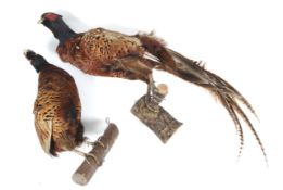 Taxidermy of two phesants. Mounted perched on wooden logs.