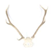 A set of eight-point red deer antlers.