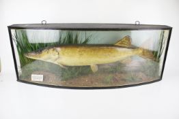 A taxidermy by "J Cooper & Sons, 28 Radnor Street, London" a bow fronted vere eglomise cased Pike.