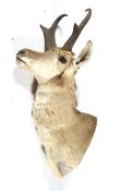 Taxidermy of an American long horned antelope.