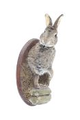 A taxidermy of a Rabbits fourquarters. Shown leaping over a rock, mounted on wooden plaque.