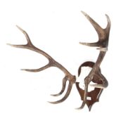 A red deer skull and six antlers. On wooden shield mount.