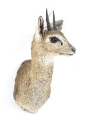 A taxidermy klipspringer antelope head and neck.