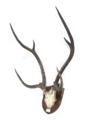 A wall mounted deer antler trophy.
