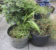 Five circular planters filled with a variety of plants and shrubs. Max.