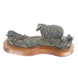 A Border Fine Arts Limited Edition bronzed effect model of a sheep and a sheep dog.