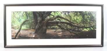 Philip Tonkyn photograph. 'Tree' signed and dated, framed and glazed.