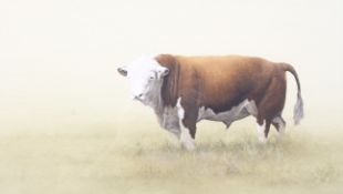 John Wilder, watercolour, Hereford bull, signed with initials lower right and artist's label verso,
