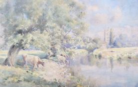 M G Webb, watercolour, cows drinking at a river, signed lower left.